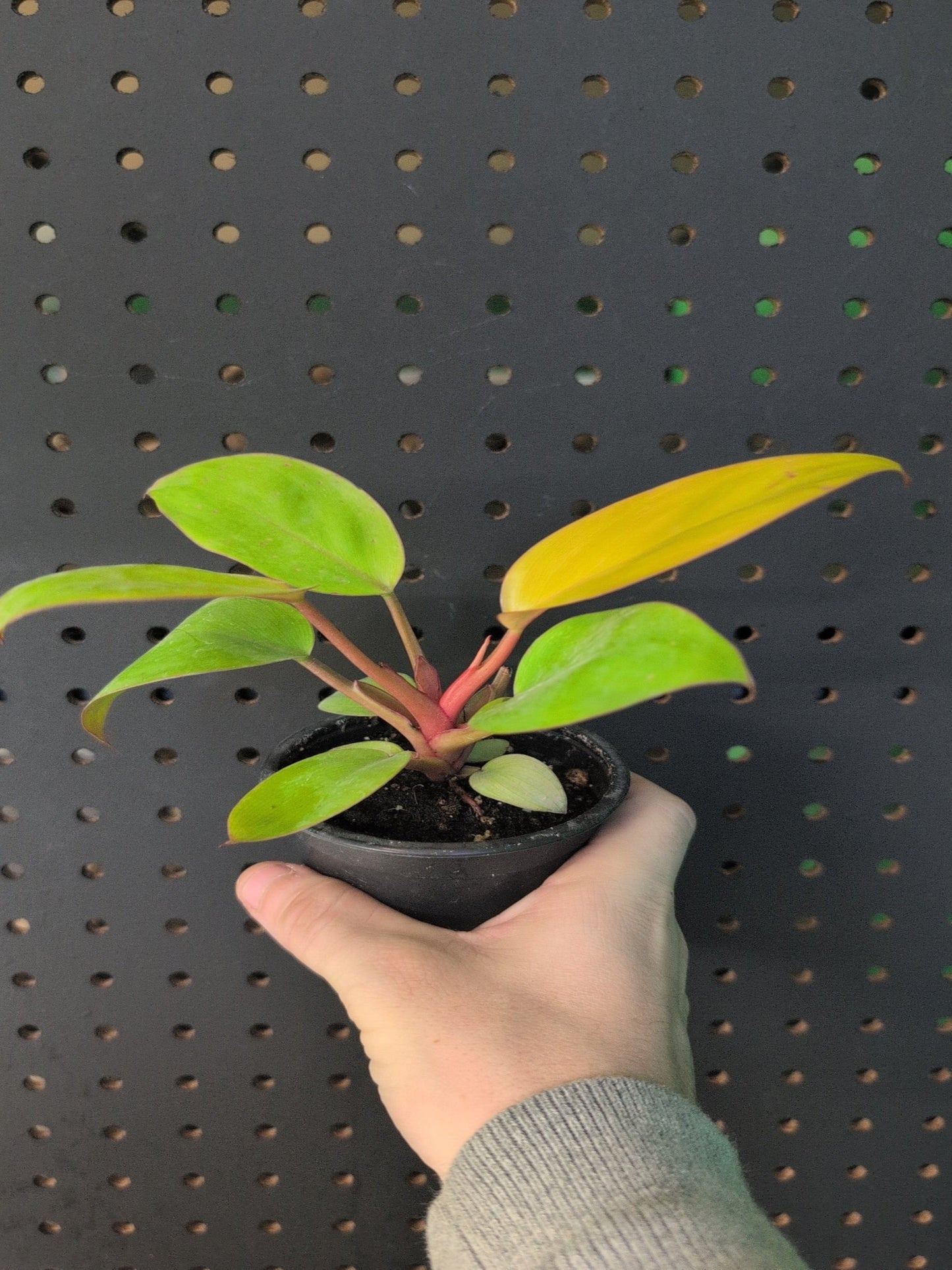 Philodendron Mars 3.5" pot