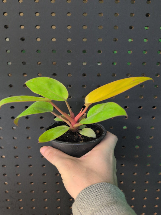 Philodendron Mars 3.5" pot