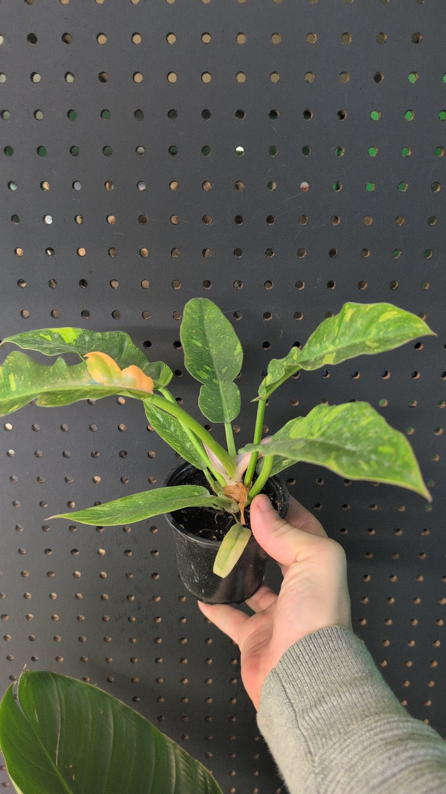 Philodendron 'ring of fire'