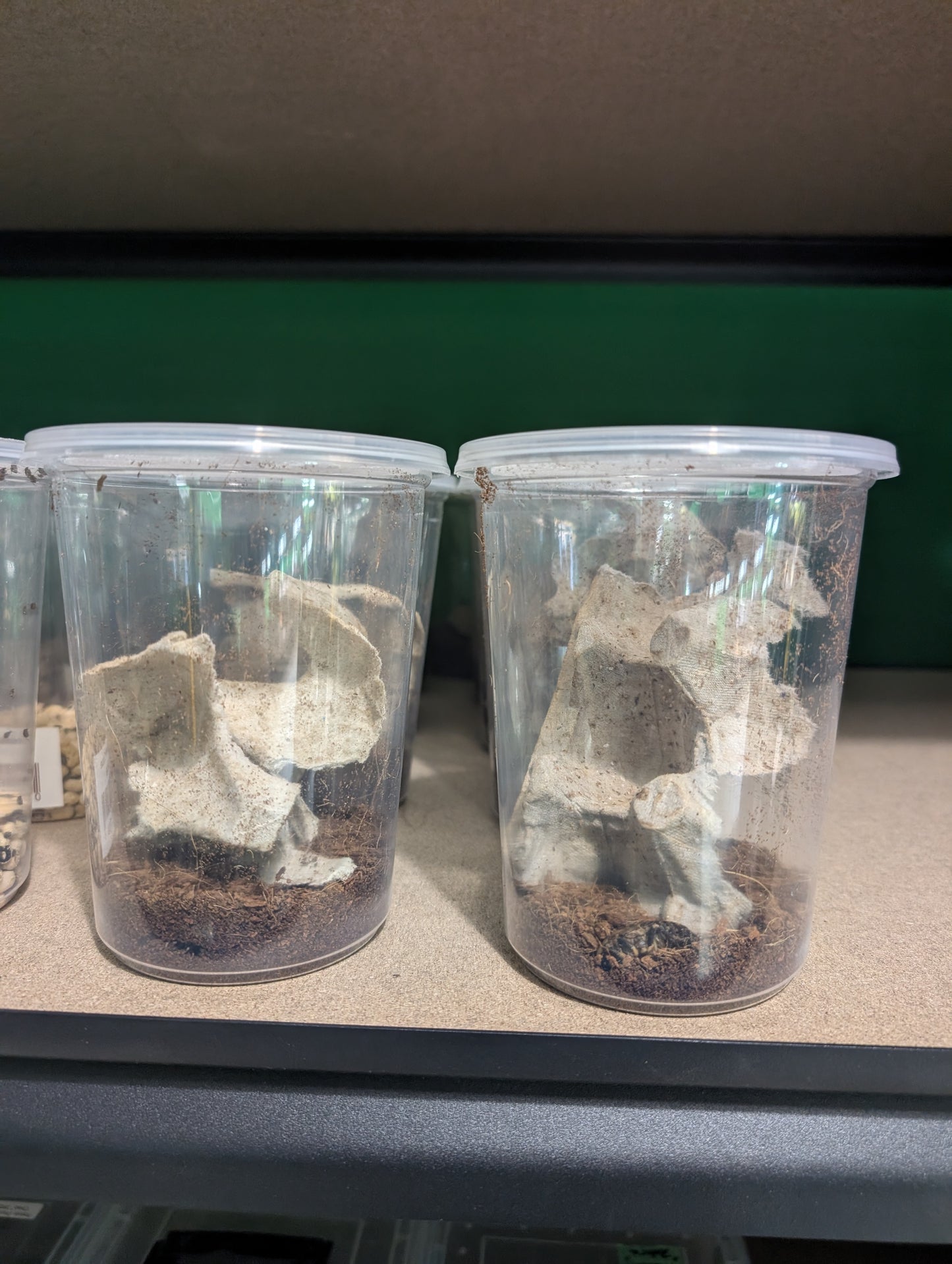 Discoid Roaches sm/md 12 count