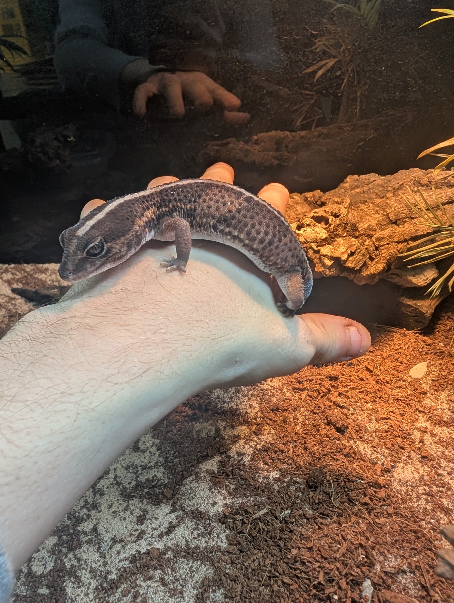 African Fat Tailed gecko
