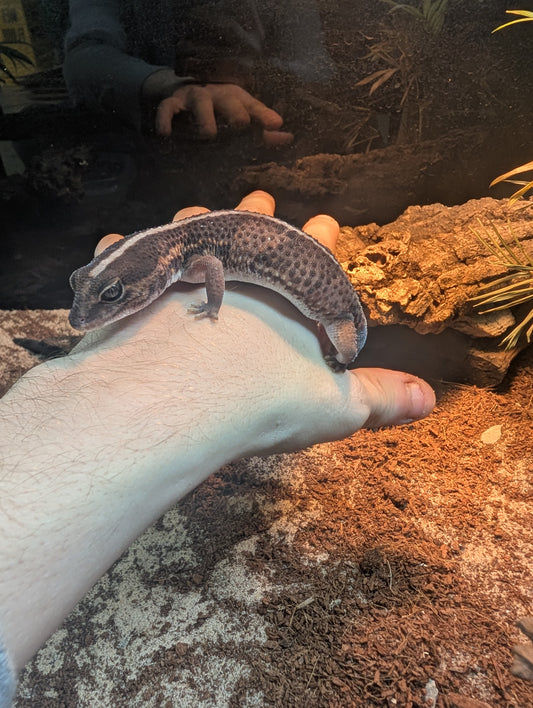 African Fat Tailed gecko
