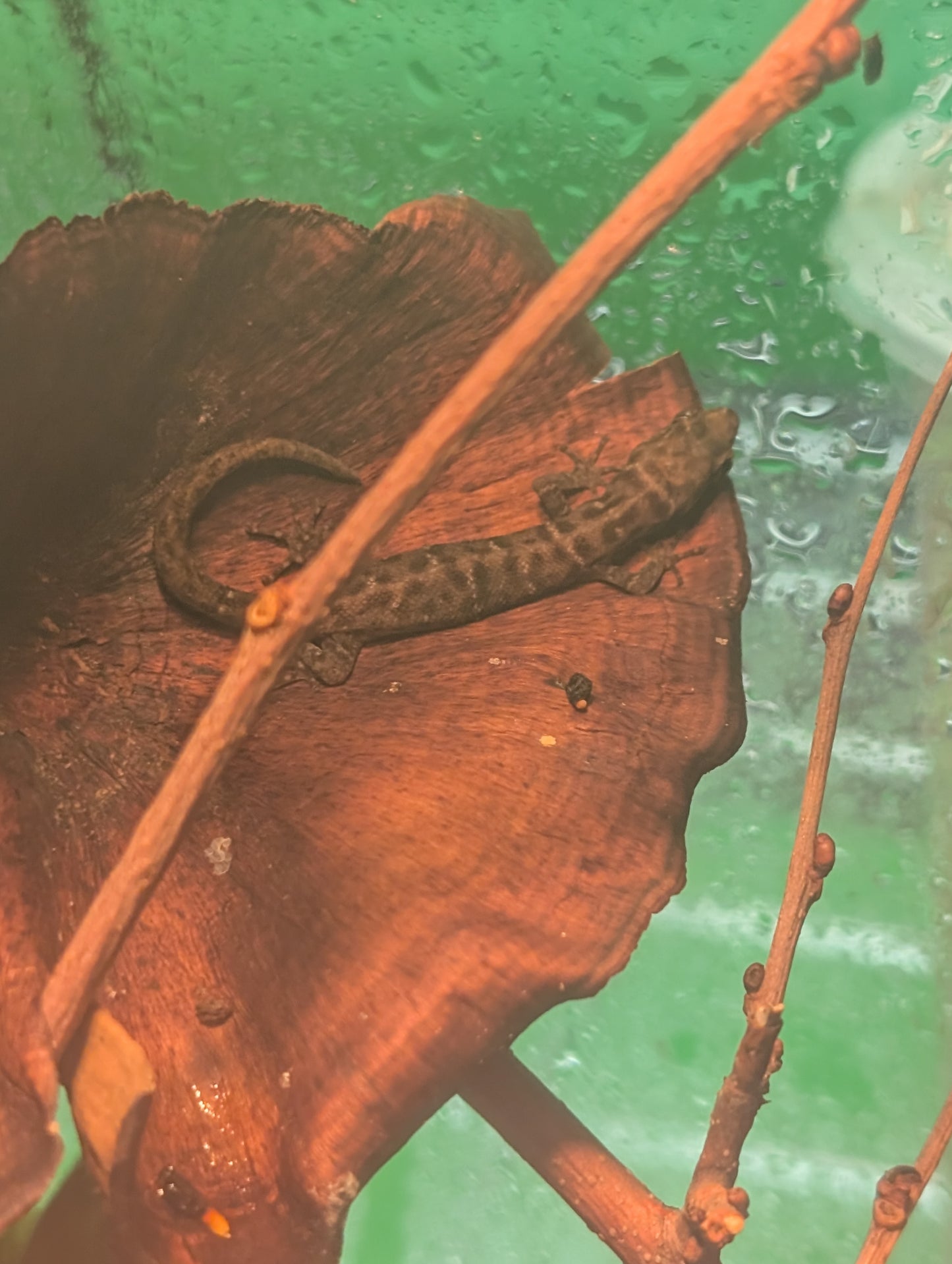 Spaerodactylus sputator Pairs