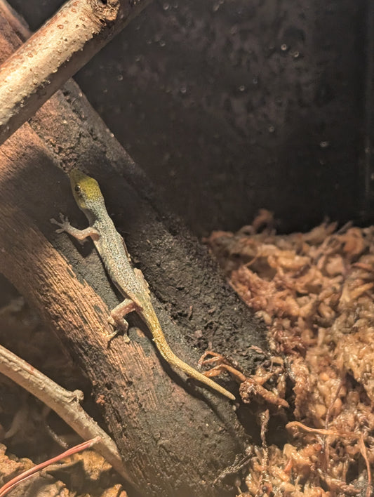 Lygodactylus conraui Pair