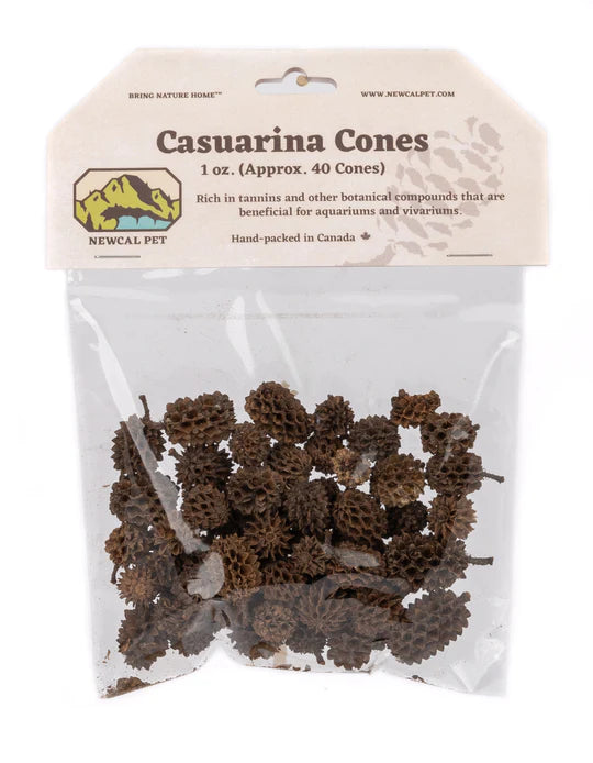 NewCal Casuarina Cones (Approx. 40 Cones)