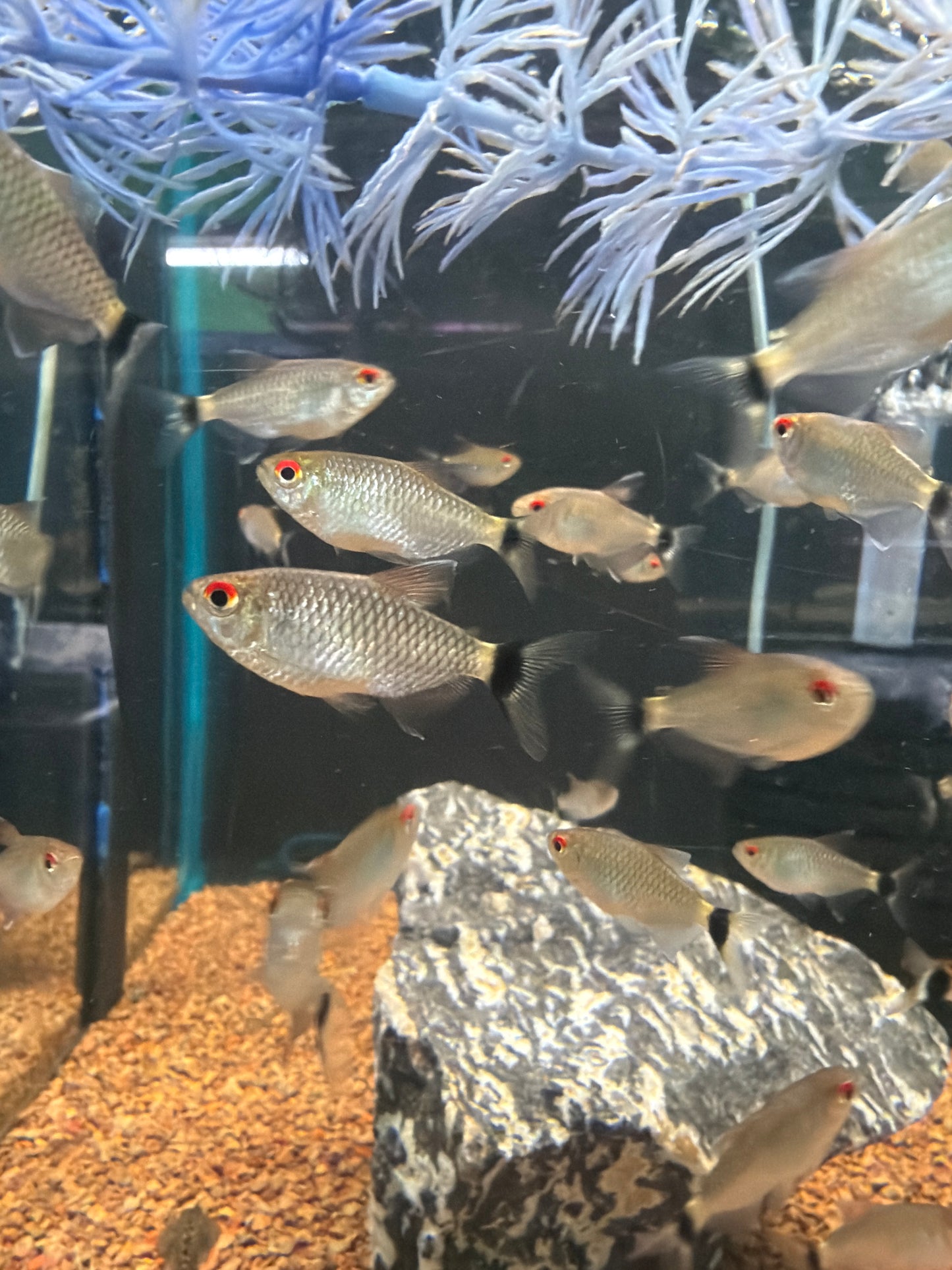 Red Eye Tetra