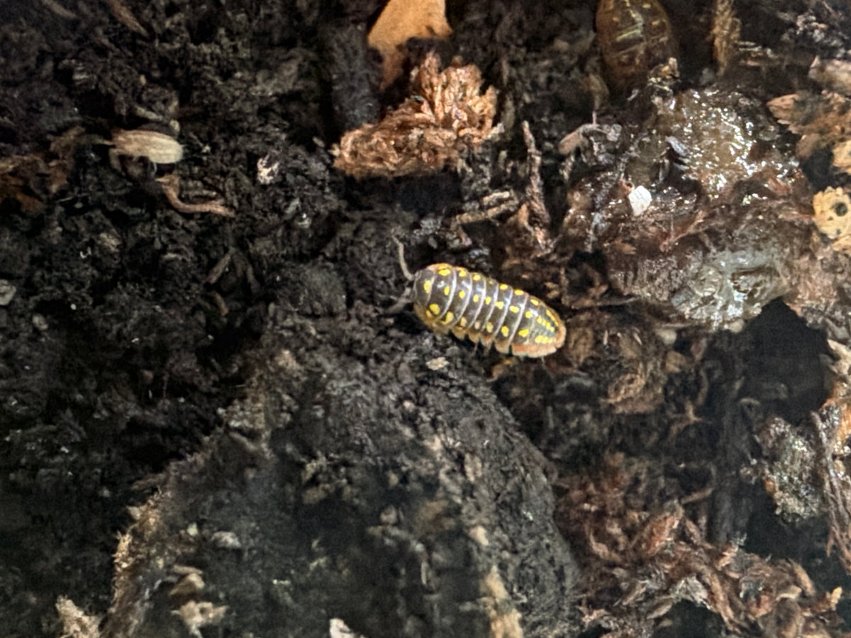 Isopods – Armadillidium klugii “Montenegro” × Armadillidium versicolor “Slovenia”