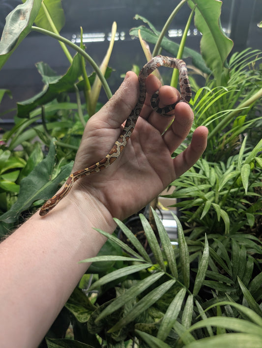 Normal Cornsnake
