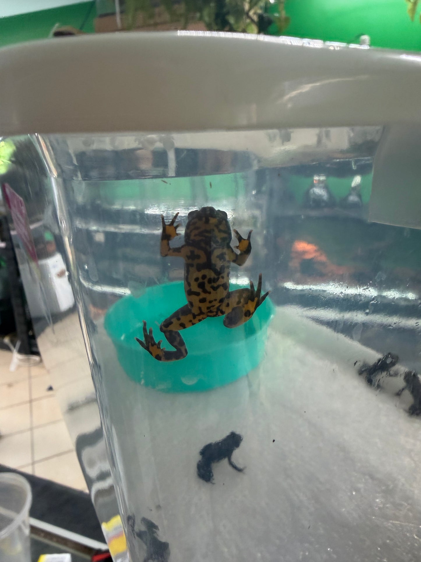 Fire Belly Toad (Bombina orientalis)