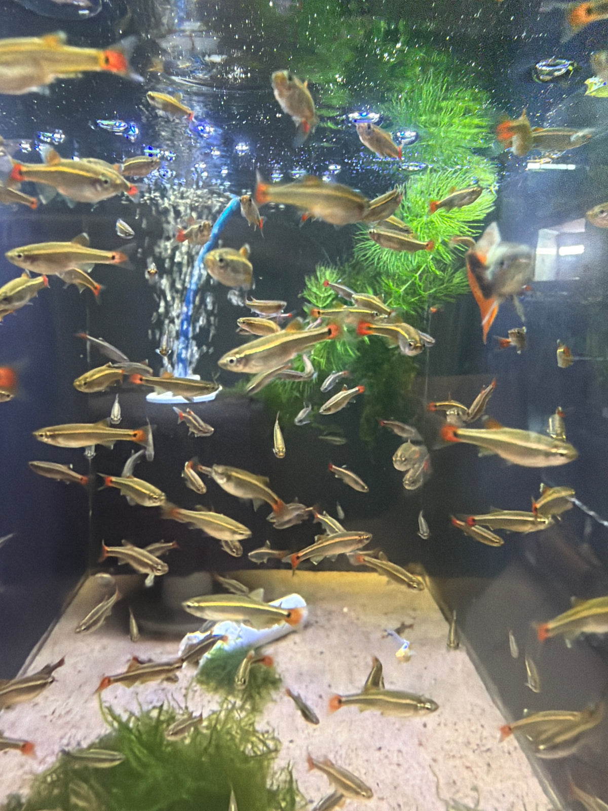 White Cloud Mountain Minnow (Tanichthys albonubes)