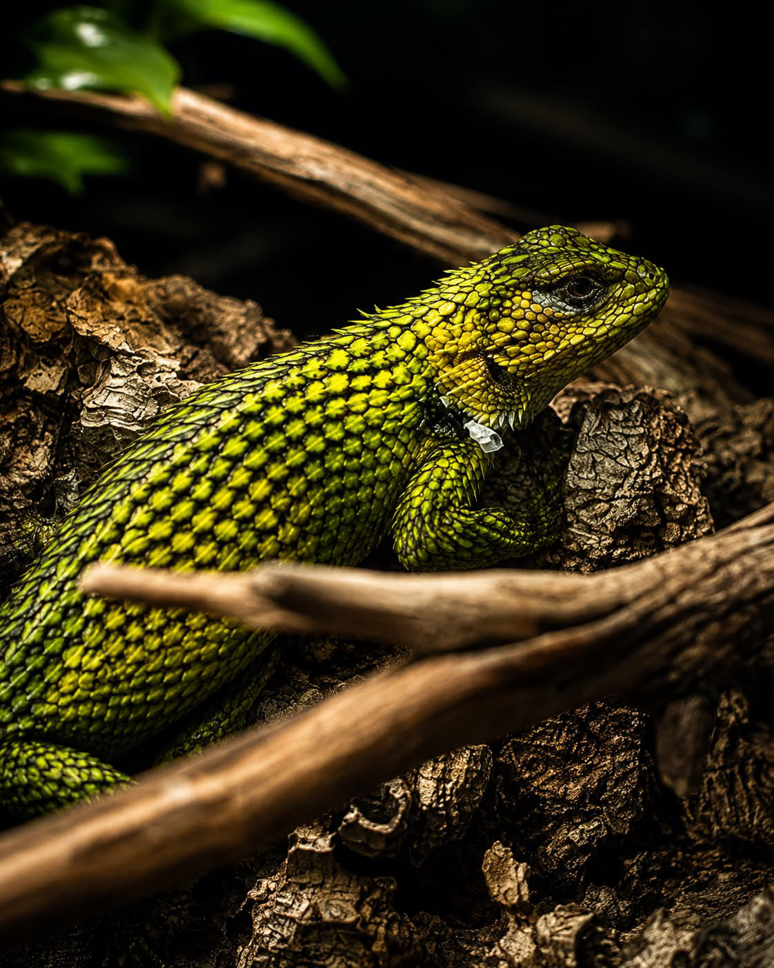 Emerald Swift Lizard