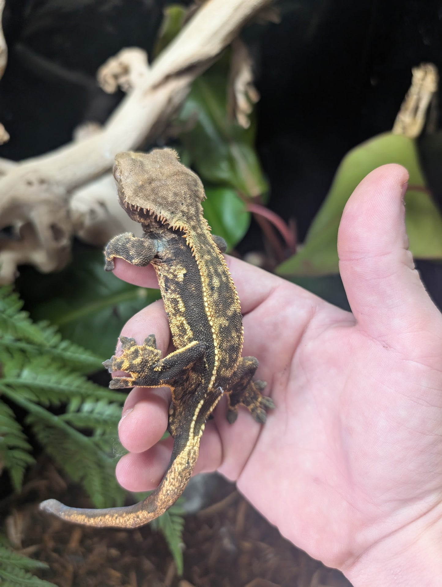 Adult Crested Geckos