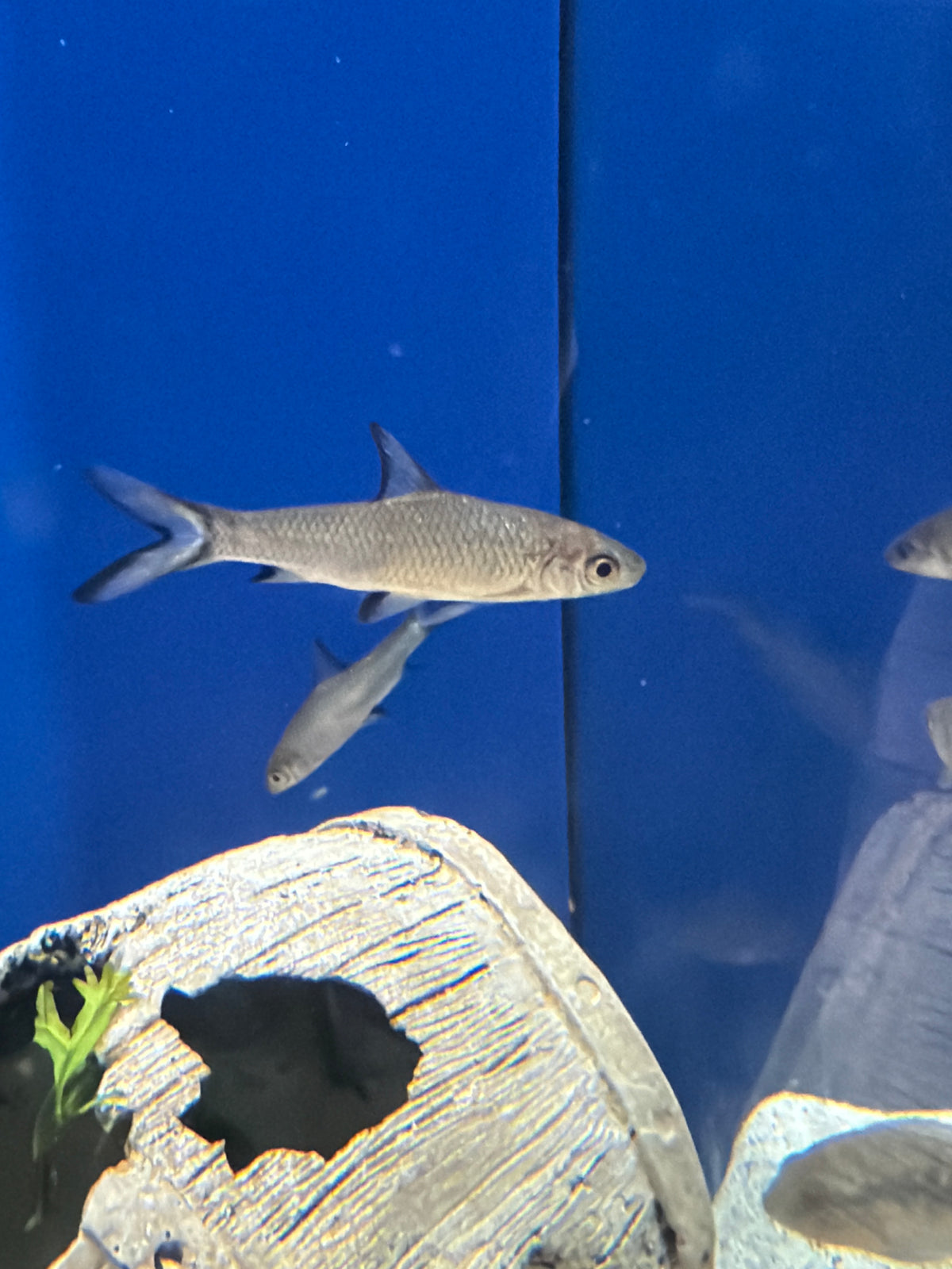 Bala Shark (Balantiocheilos melanopterus)