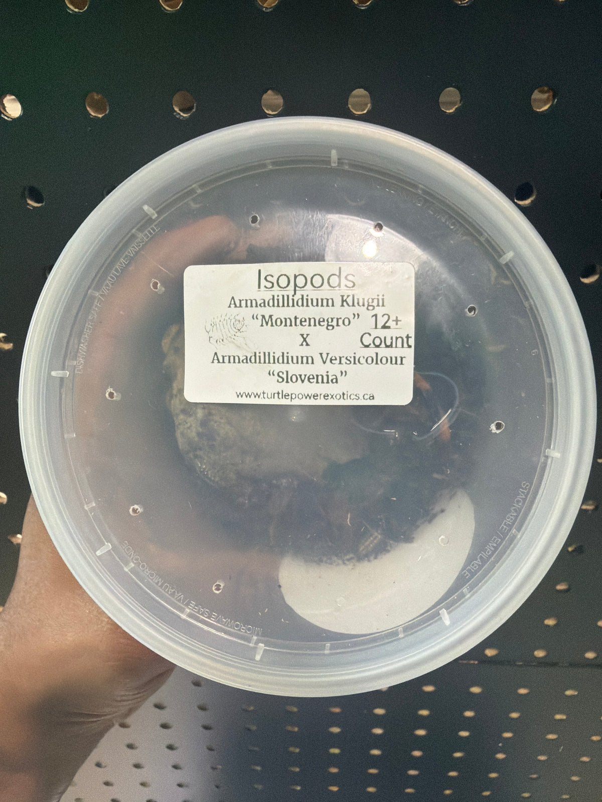 Isopods – Armadillidium klugii “Montenegro” × Armadillidium versicolor “Slovenia”