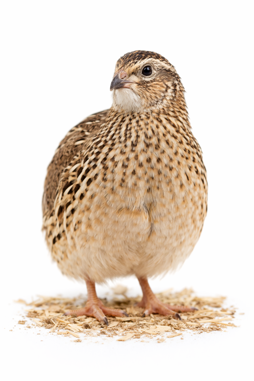 Small Frozen Quails