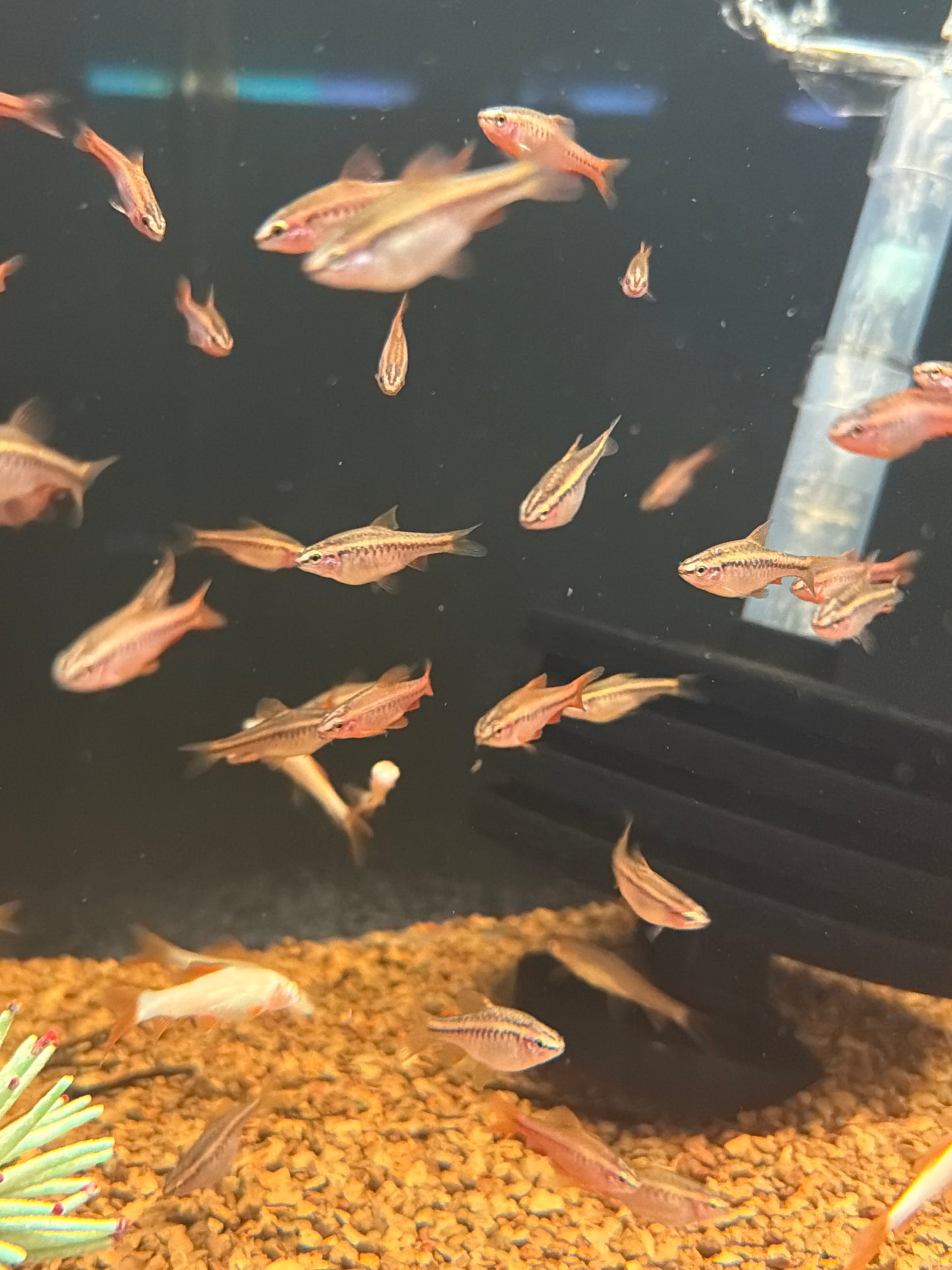 Cherry Barbs