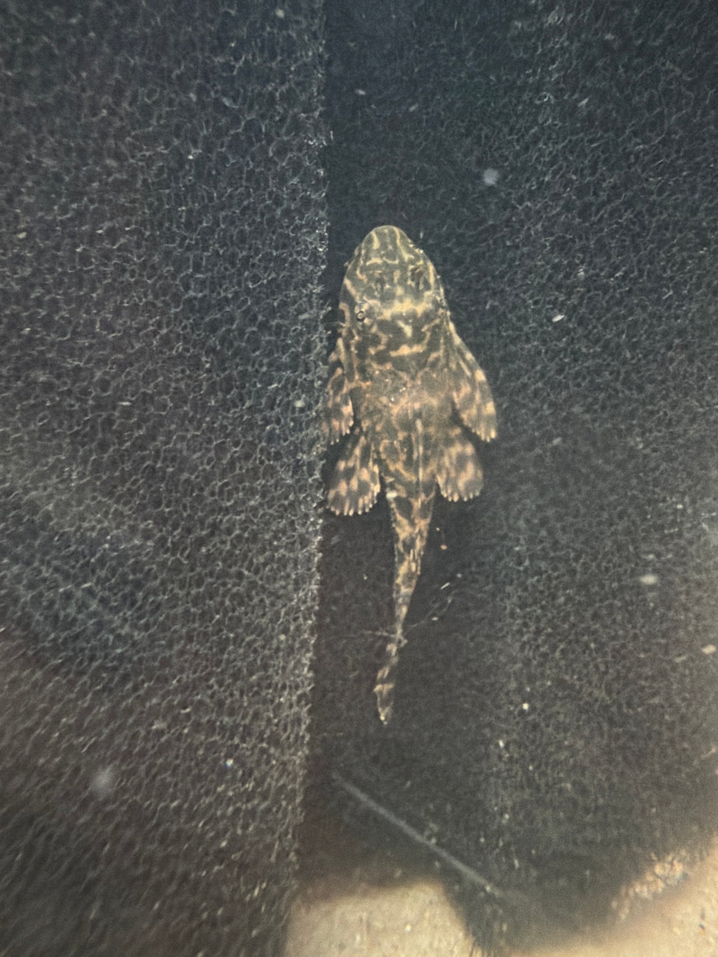 Sailfin Pleco
