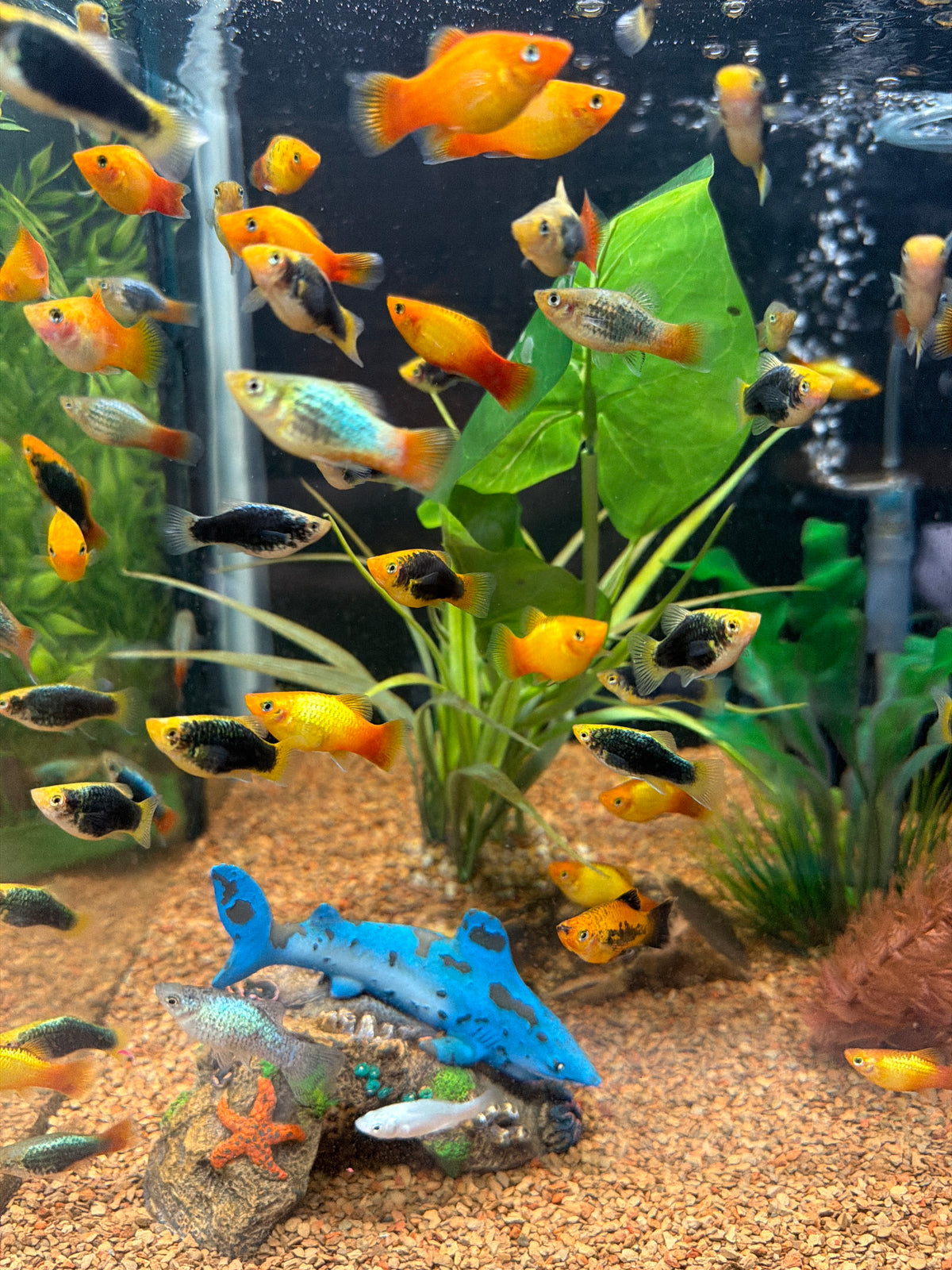 Assorted Neon Platy (Xiphophorus maculatus)