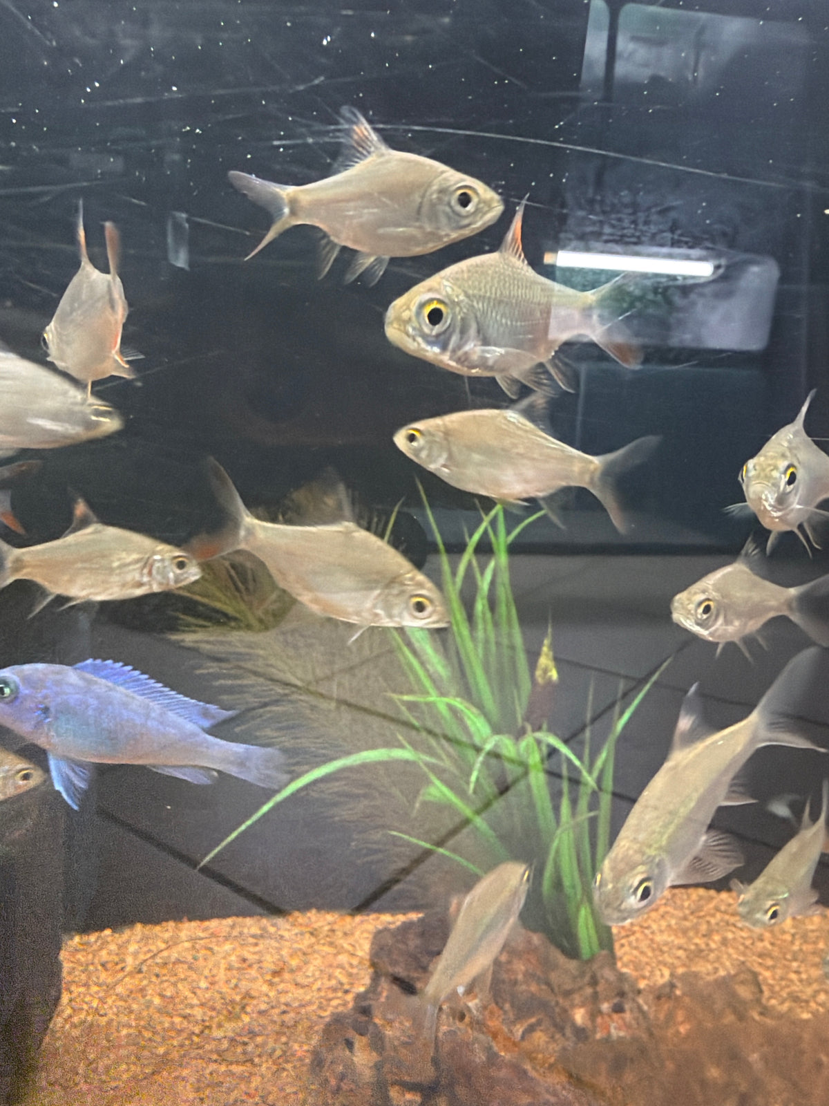 Red Tinfoil Barb (Barbonymus schwanenfeldii)