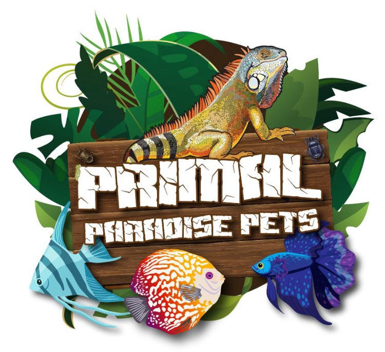 Assorted African Cichlids 2"