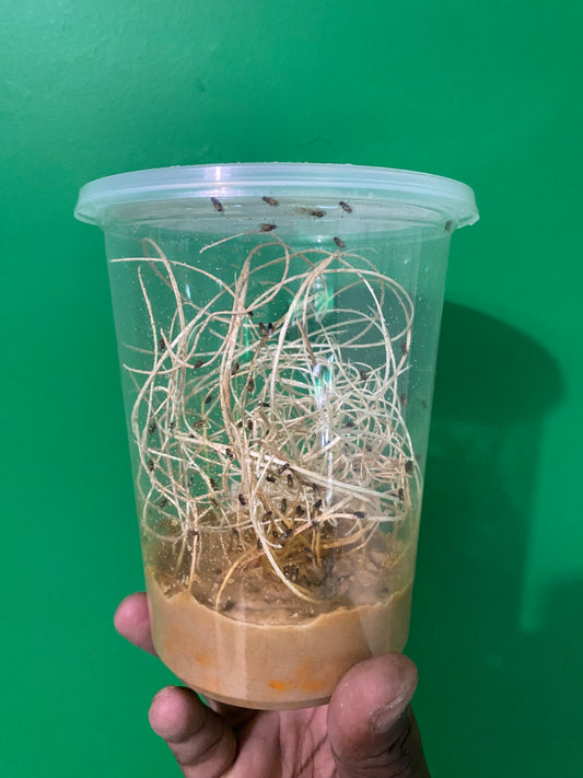 Fruit Fly Cultures (Malanogaster)