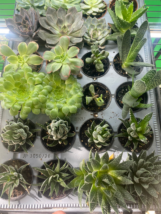Assorted Succulents 2.5" Pot