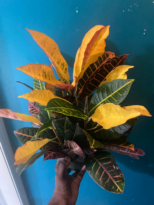Croton Plant (Codiaeum variegatum)