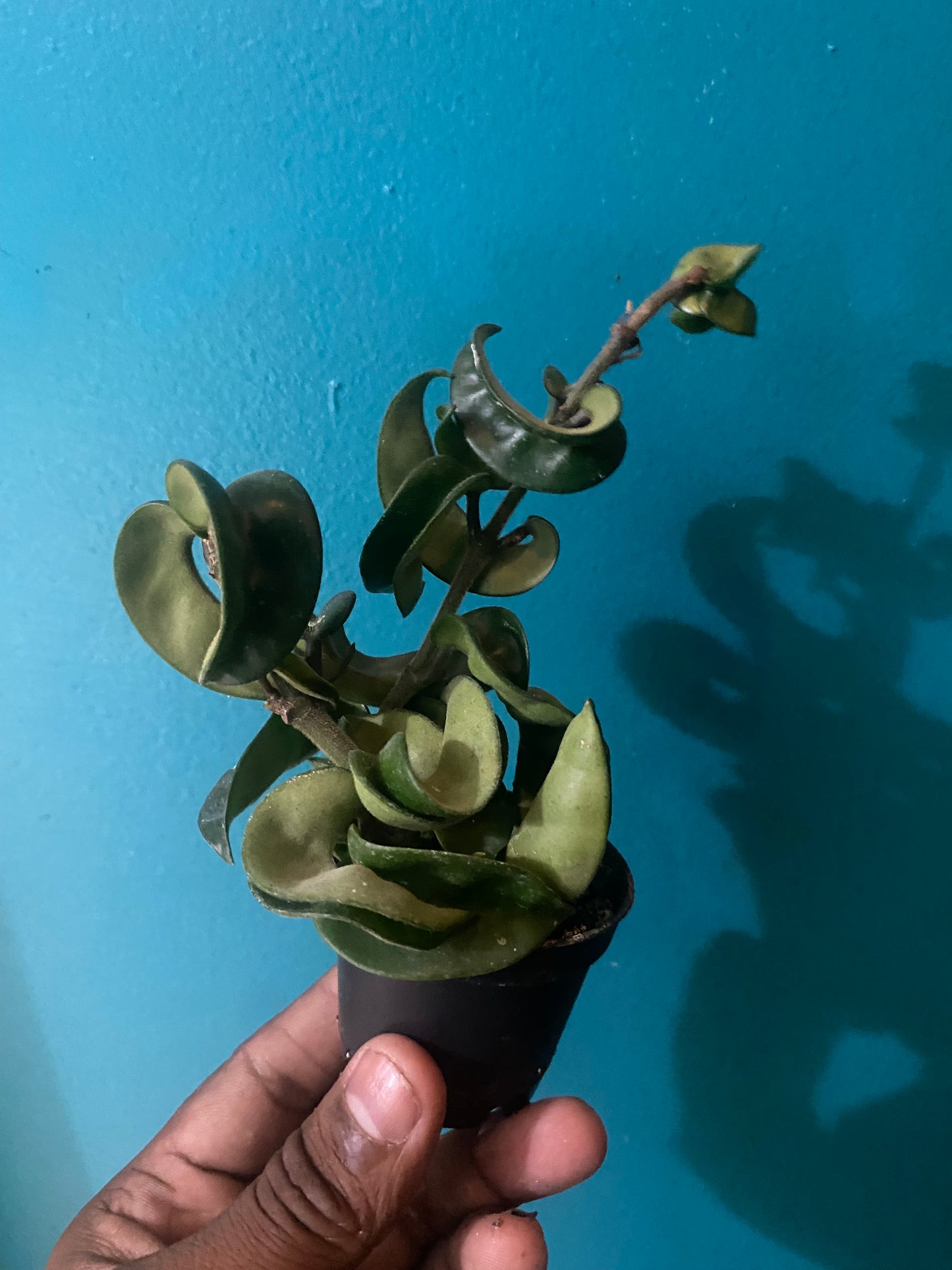 Hoya Hindu Rope 3.5"pot