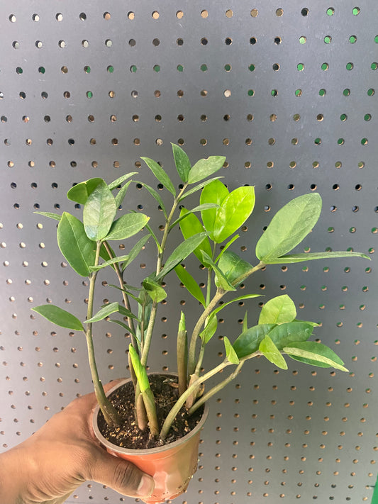 ZZ Plant 4" pot