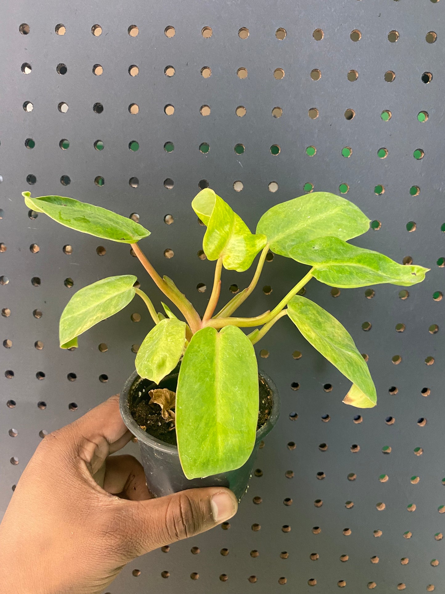 Philodendron Painted Lady 3.5" Pot