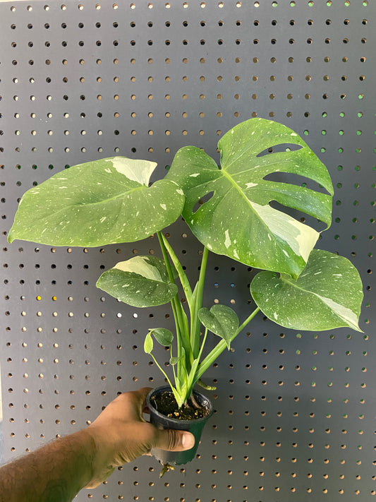 Monstera 'Thai Constellation' 3.5" pot