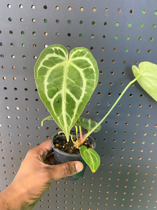 Anthurium Crystallium 'Turtle'