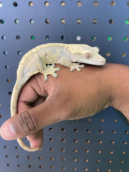 Adult Crested Geckos