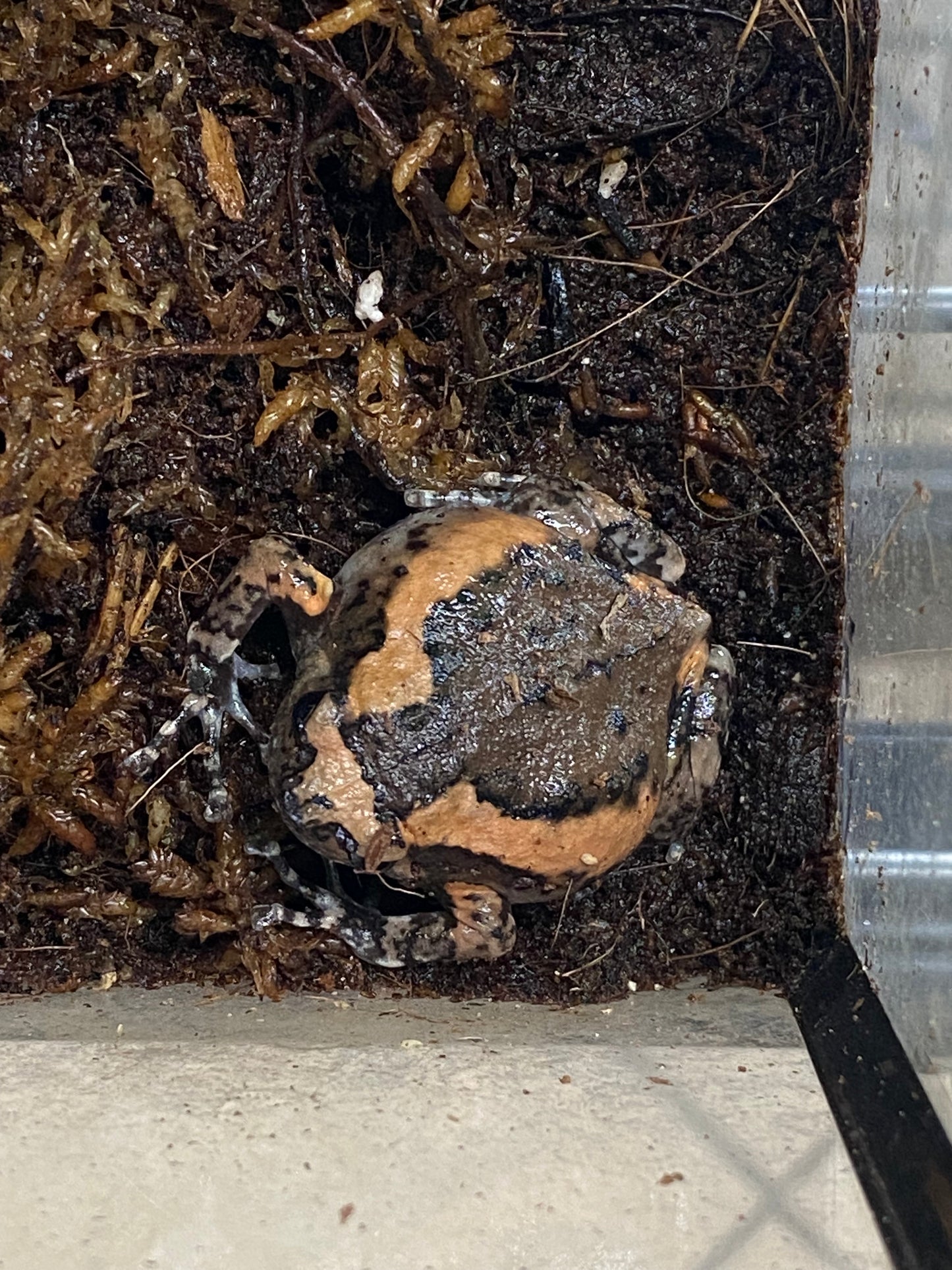 Chubby Frog (Kaloula pulchra)