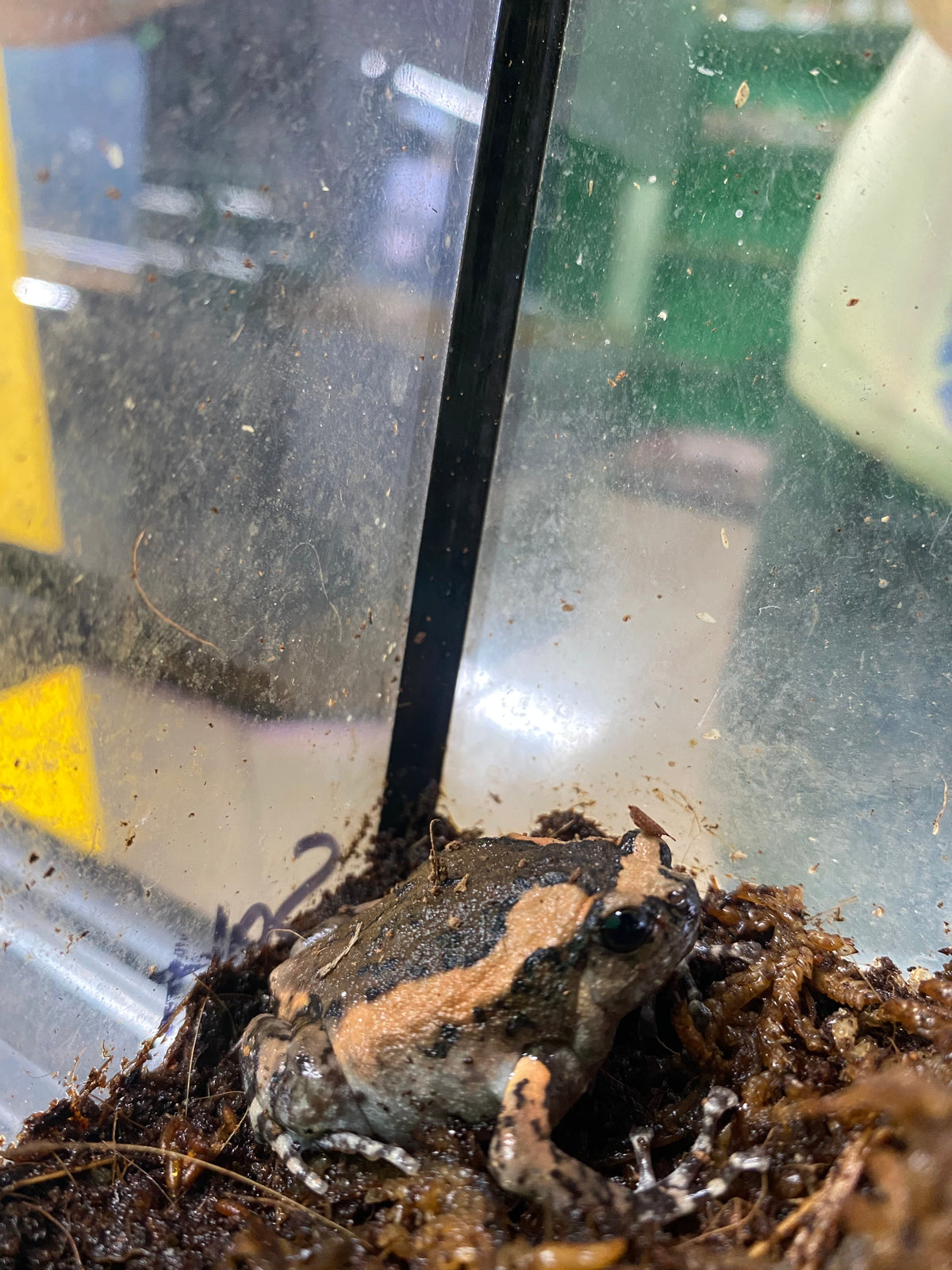 Chubby Frog (Kaloula pulchra)
