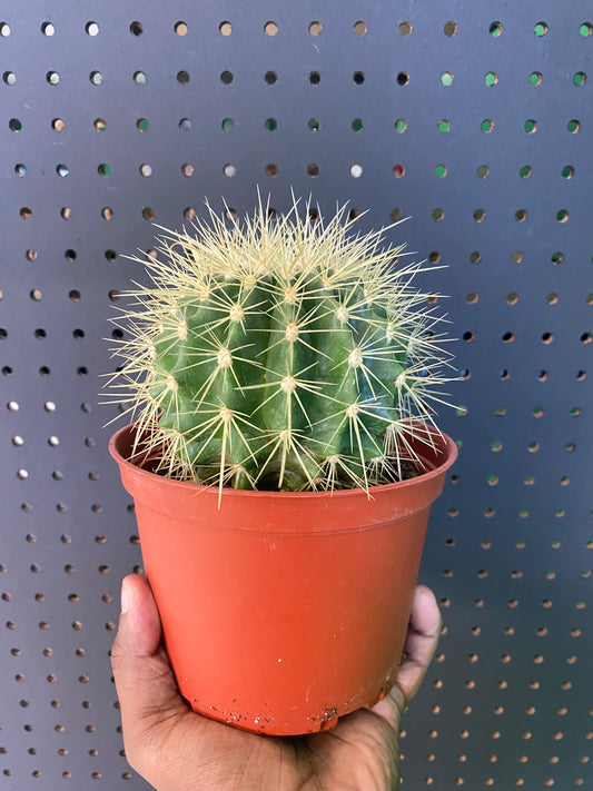 Assorted Cactus 6" Pot