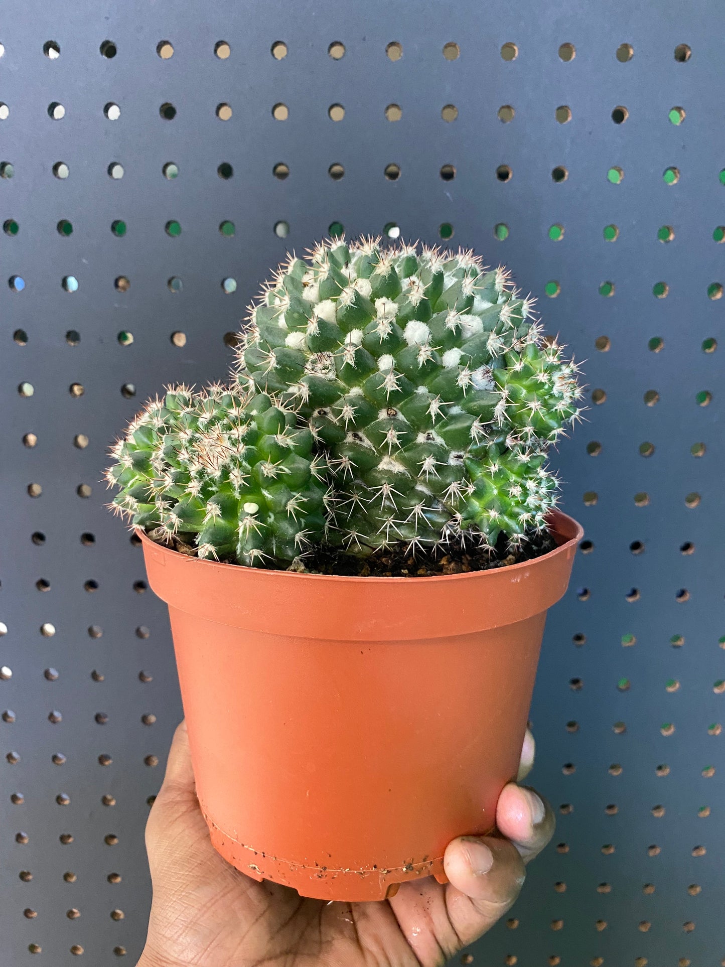 Assorted Cactus 6" Pot