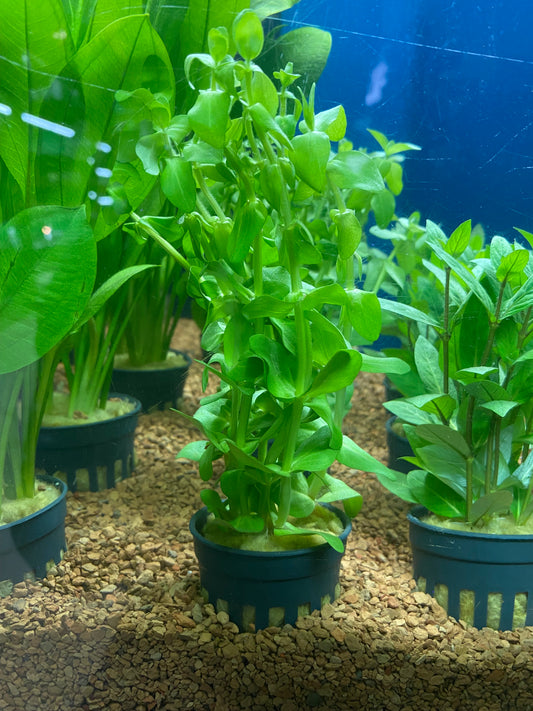 Bacopa caroliniana - Potted