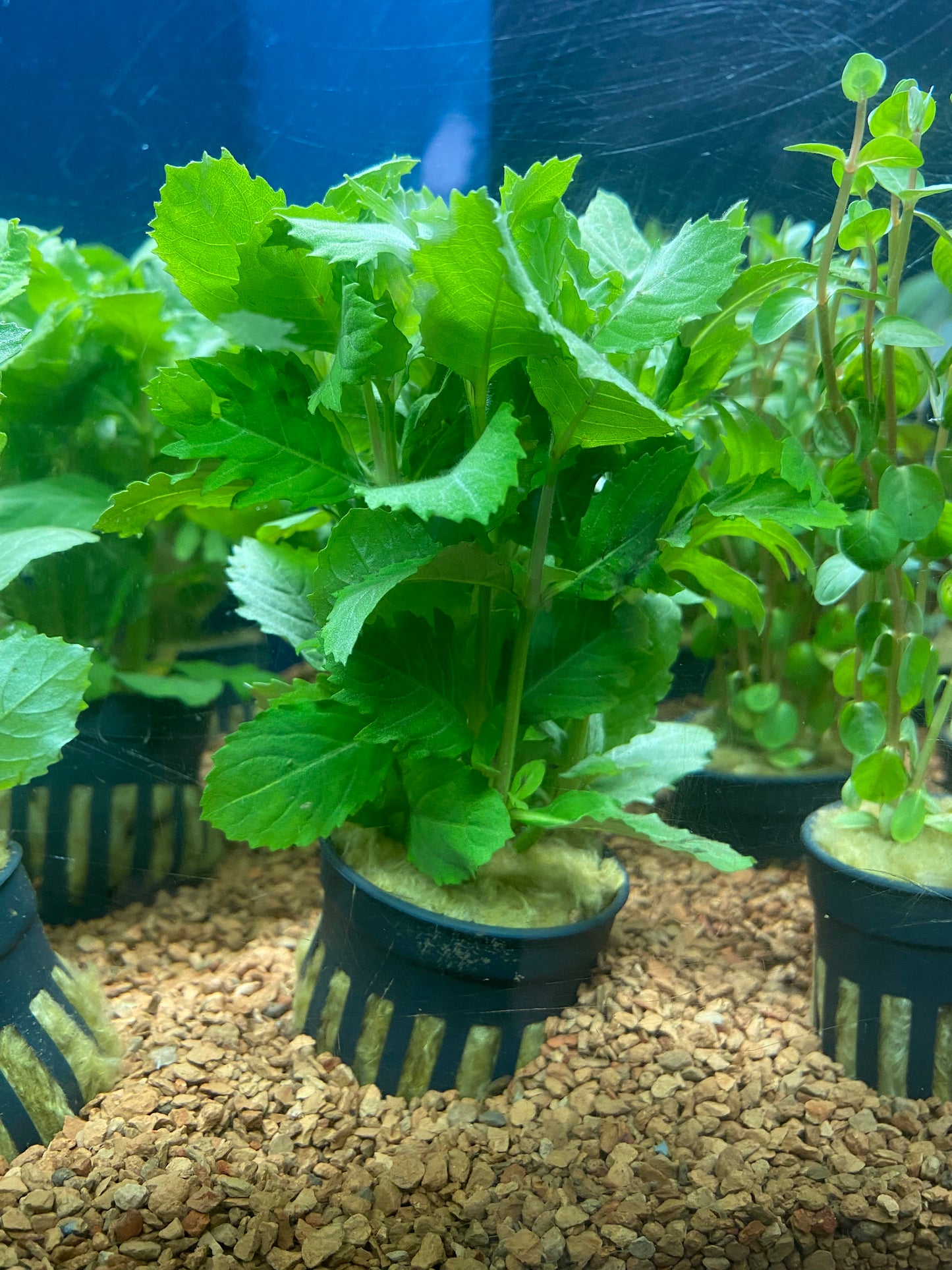 Hygrophila difformis - Potted