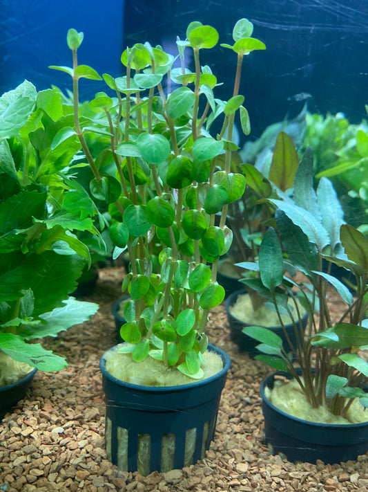 Rotala rotundifolia red - Potted