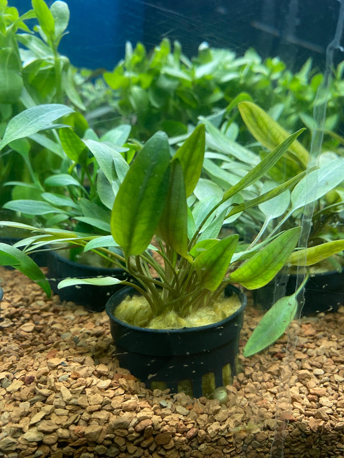 Cryptocoryne becketii - Potted