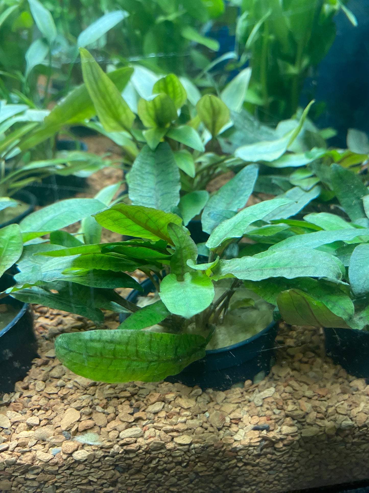 Cryptocoryne wendtii brown - Potted