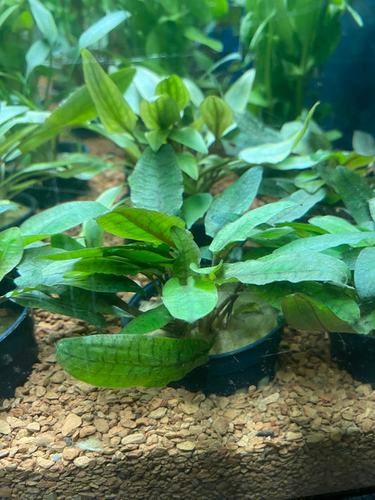 Cryptocoryne wendtii brown - Potted