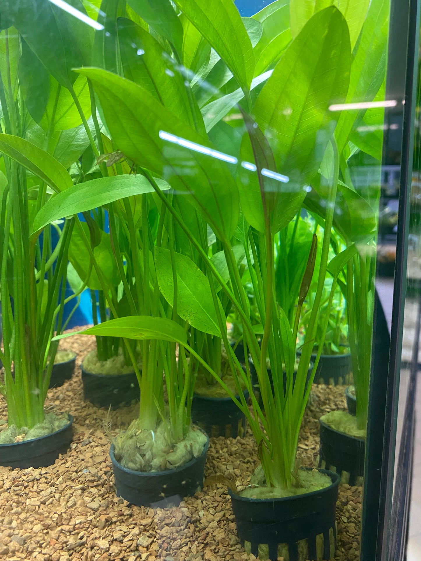 Echinodorus rose - Potted