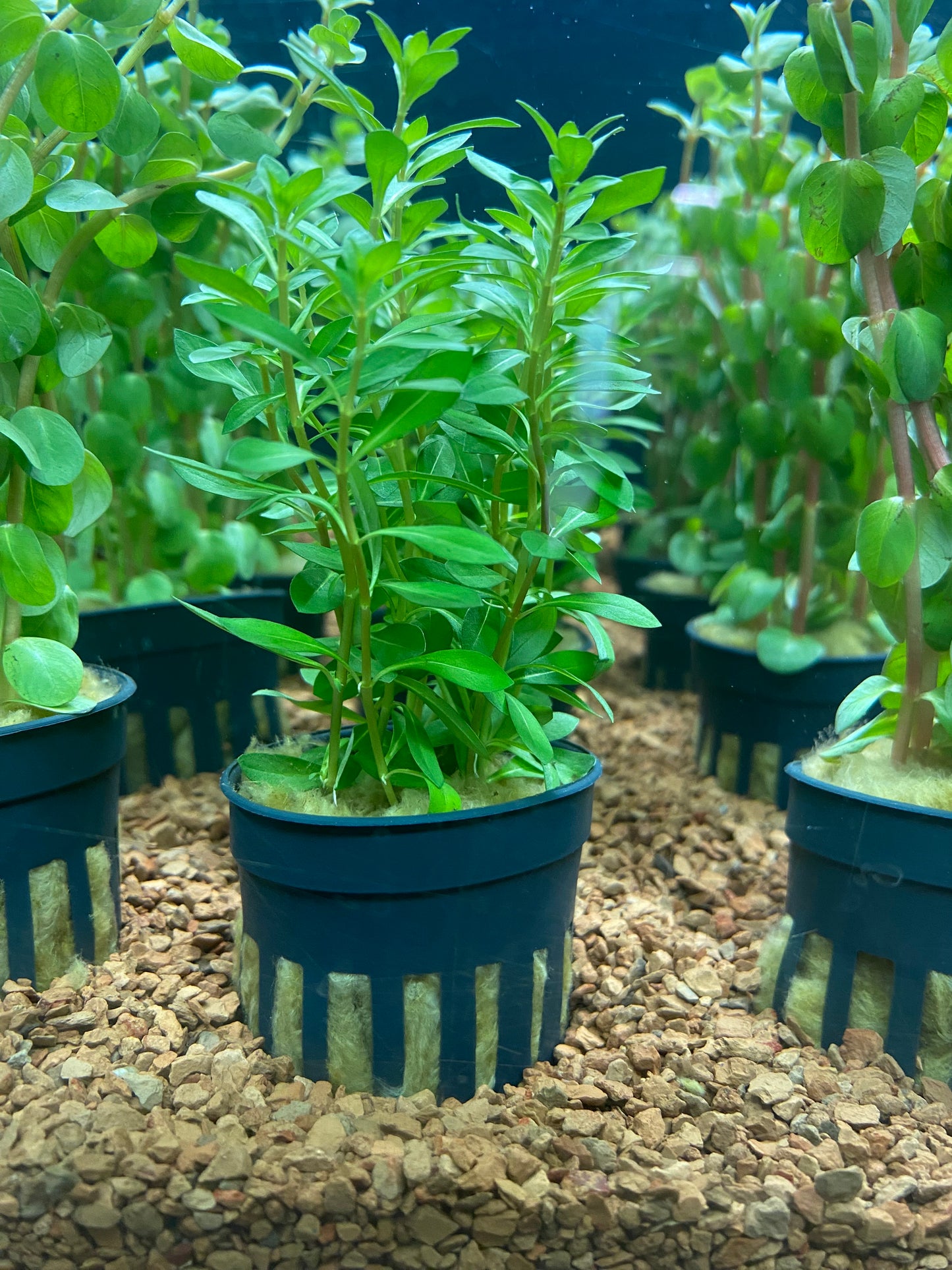 Ludwigia arcuata - Potted