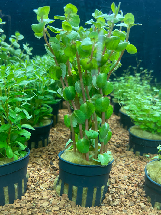 Rotala fujian - Potted