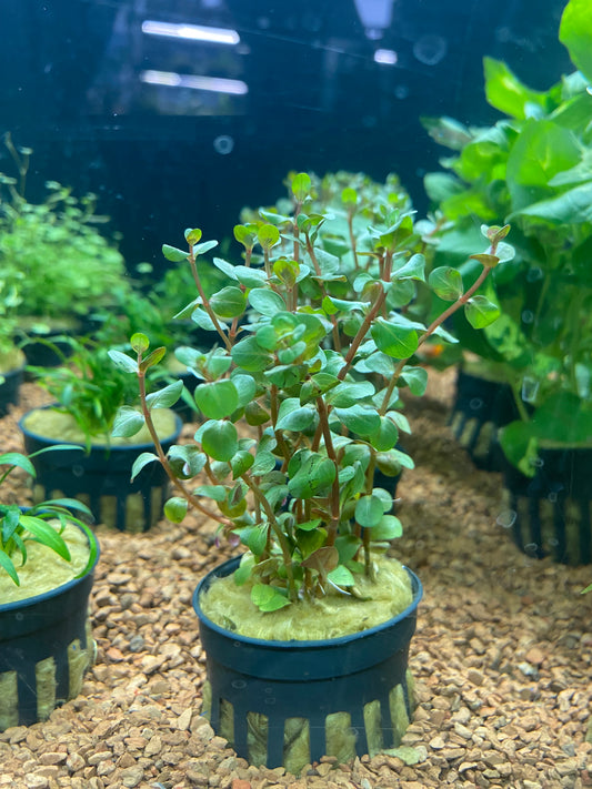 Rotala HRA - Potted