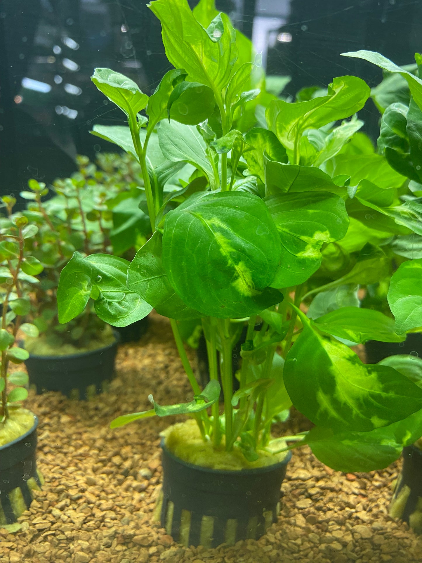 Hygrophila corymbosa variegatus - Potted