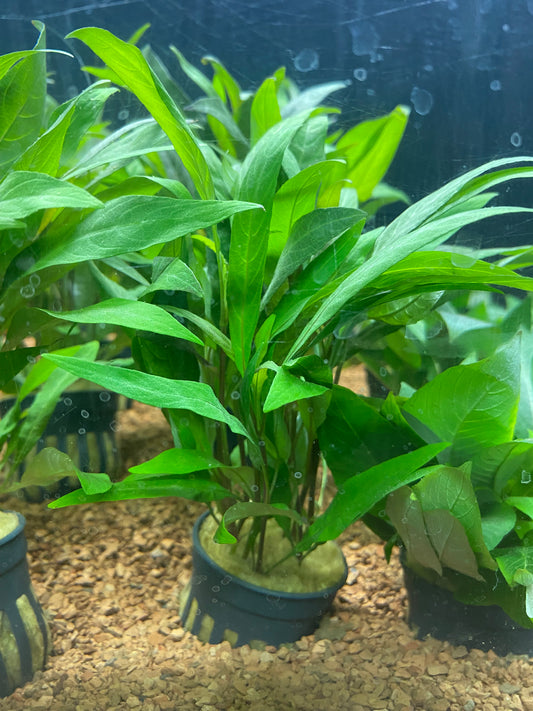 Hygrophila angustifolia rubra - Potted