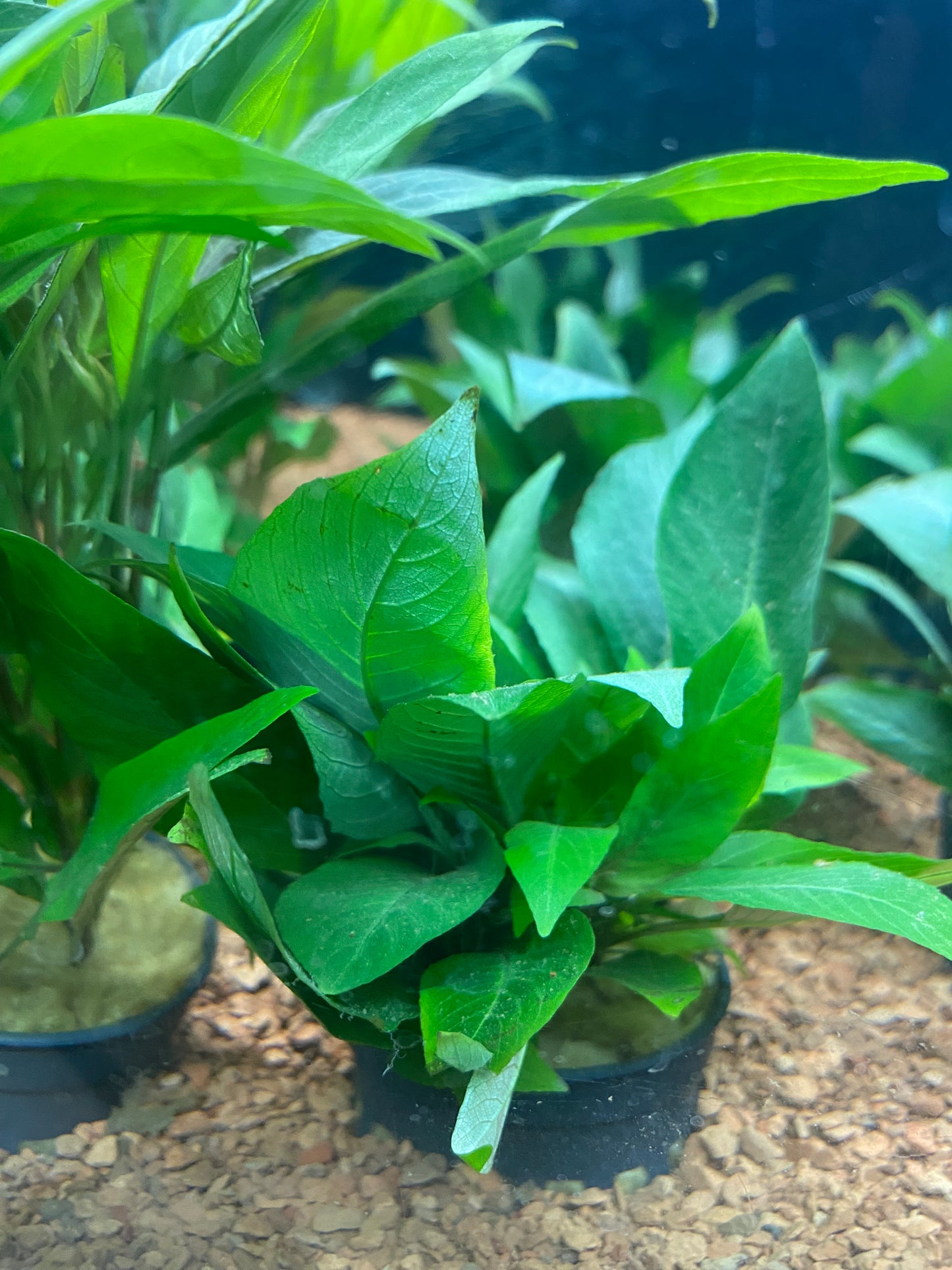 Hygrophila corymbosa compacta - Potted
